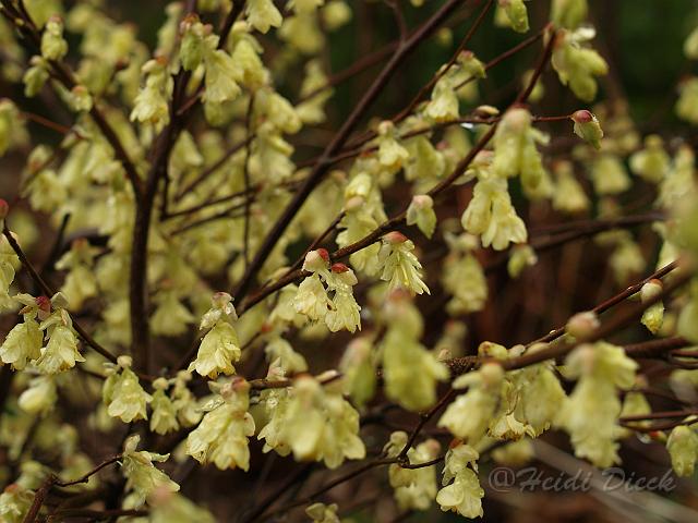 Corylopsis pauciflora.jpg